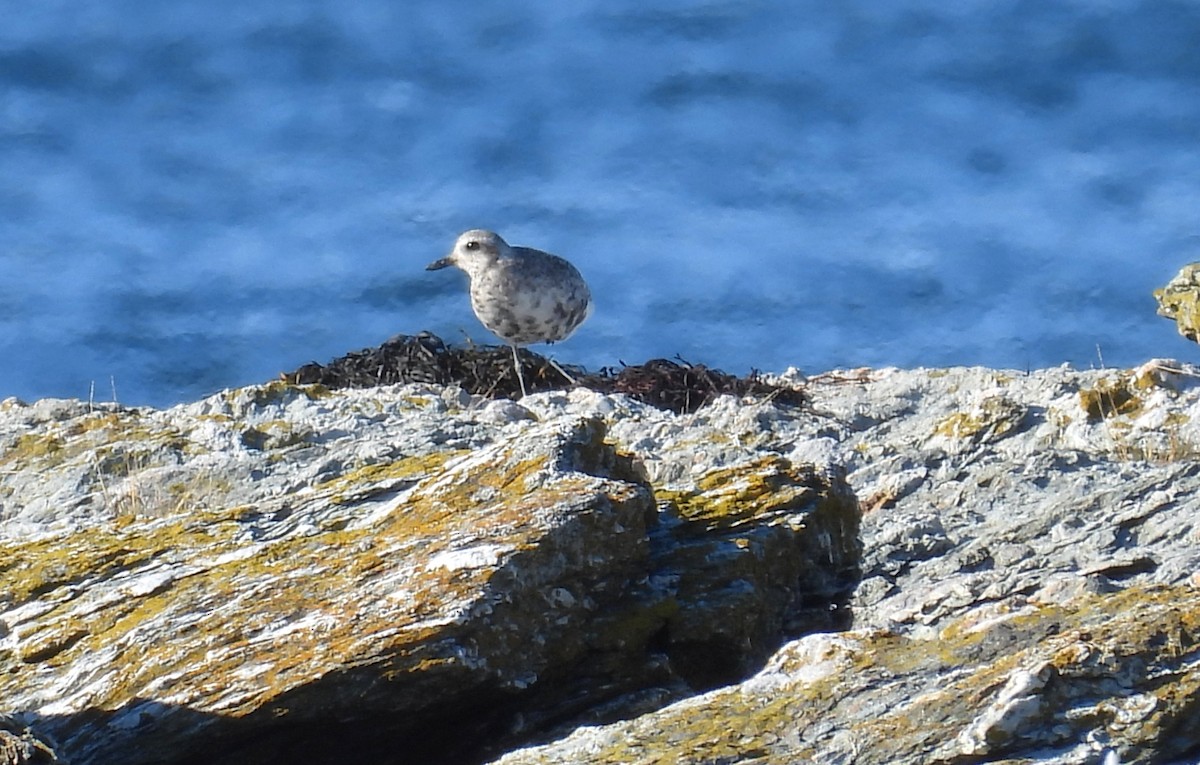Black-bellied Plover - ML642034271