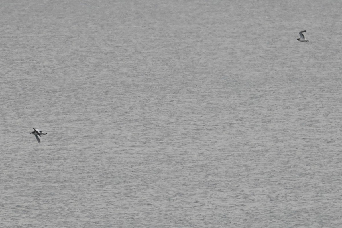 Sabine's Gull - ML642034274