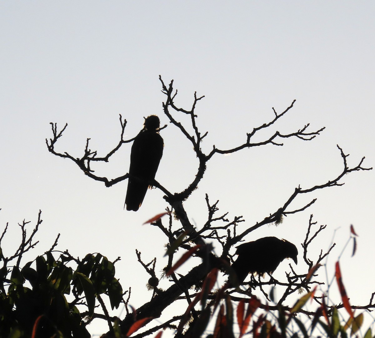 American Crow - ML642034276