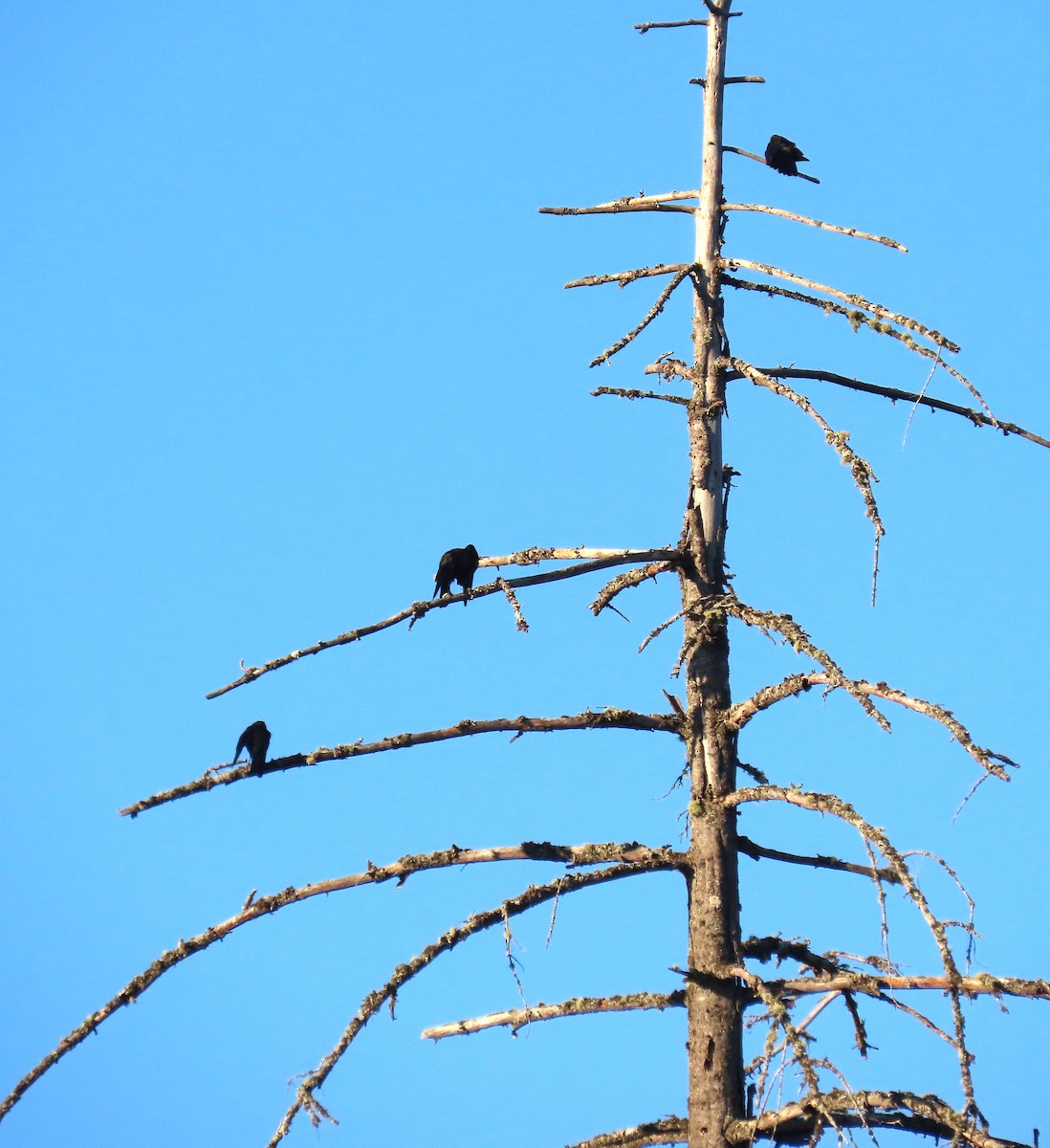 American Crow - ML642034277