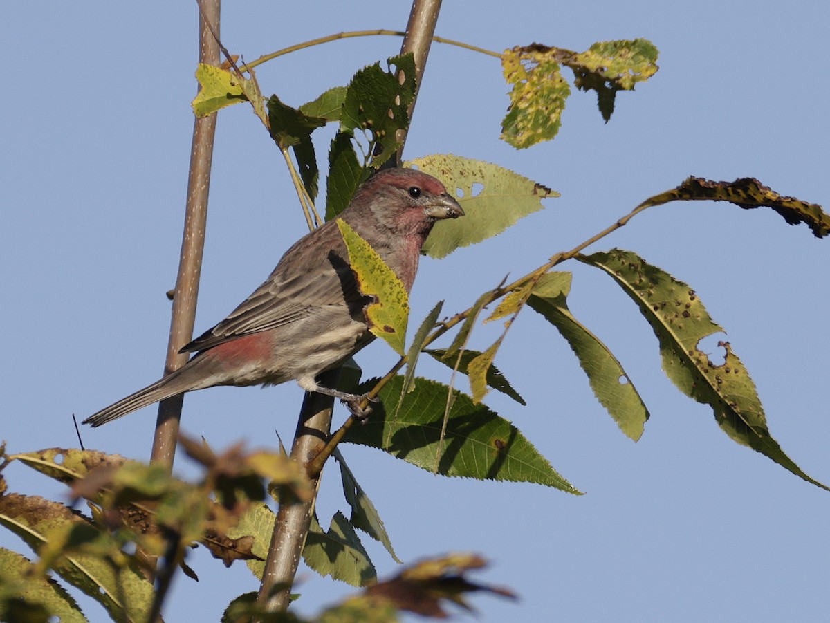 House Finch - ML642034278