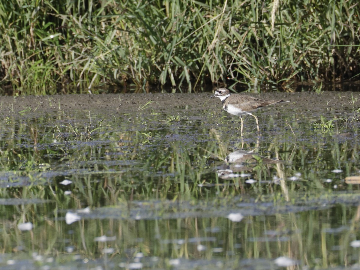 Killdeer - ML642034283