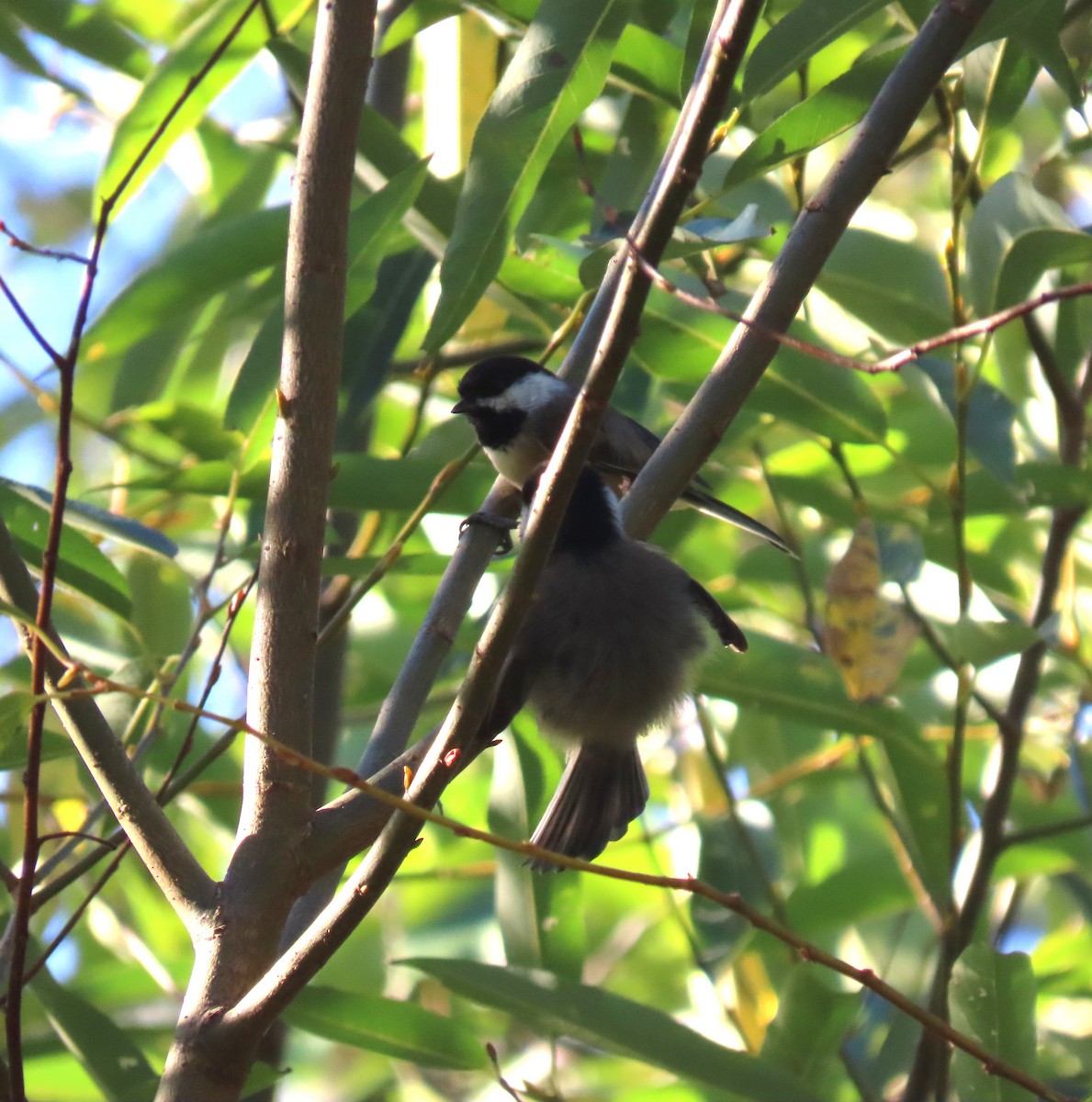 Black-capped Chickadee - ML642034284