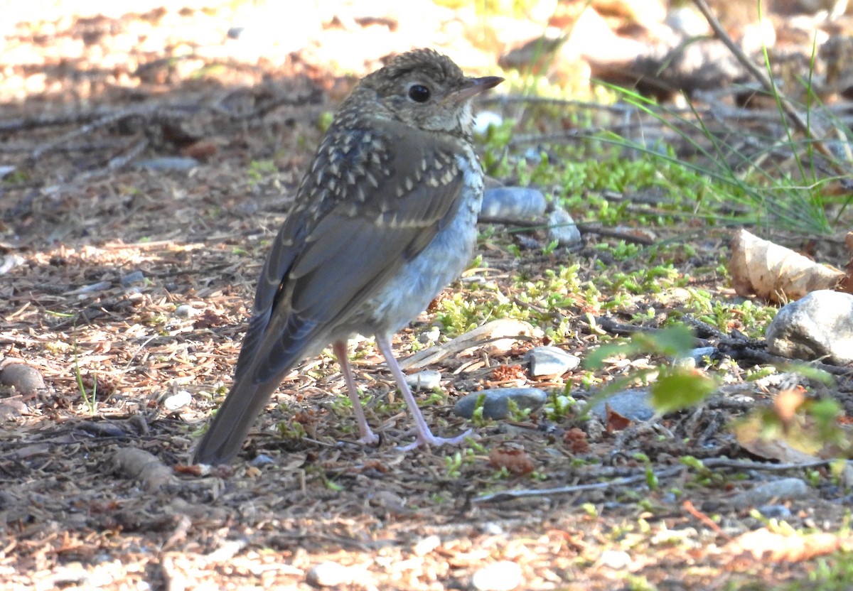 Hermit Thrush - ML642034285