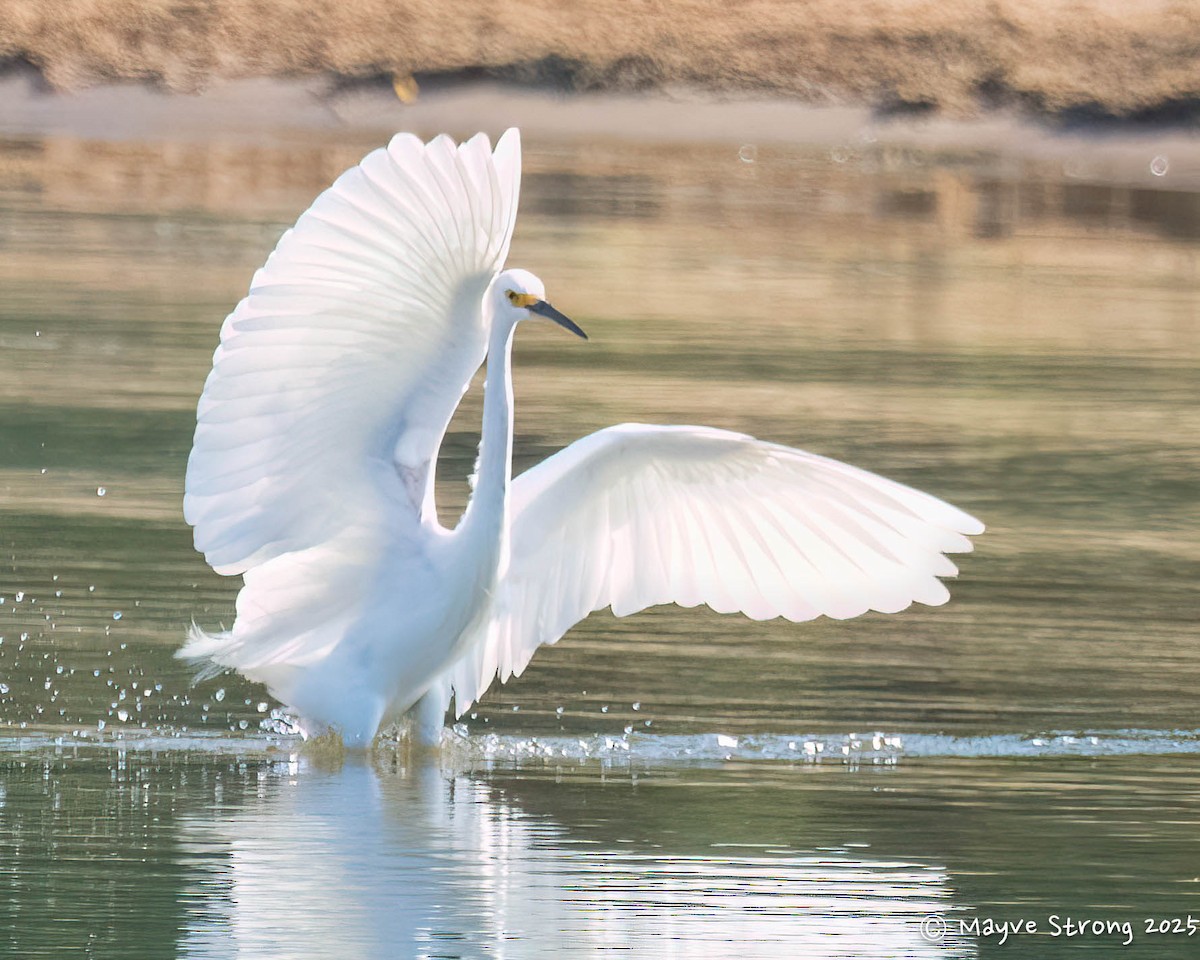 Snowy Egret - ML642034286