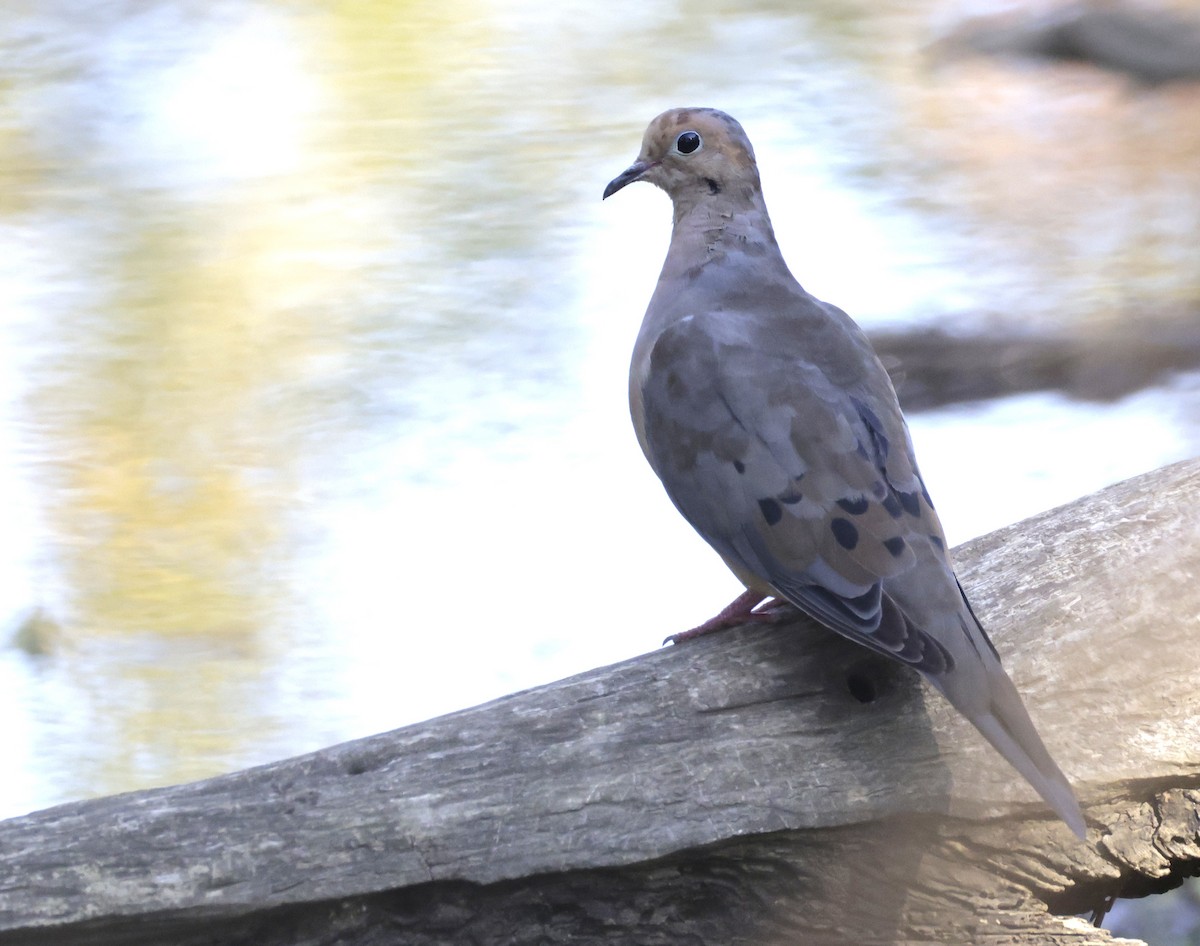 Mourning Dove - ML642034287