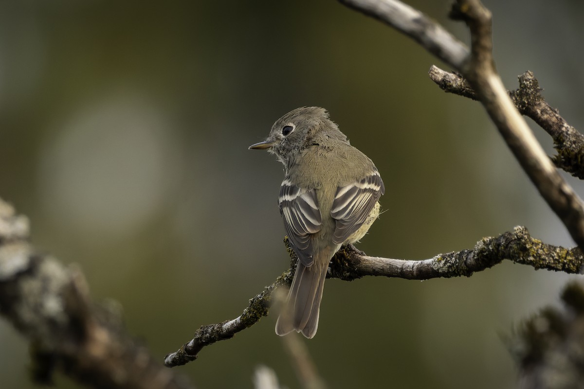 Hammond's Flycatcher - ML642034288