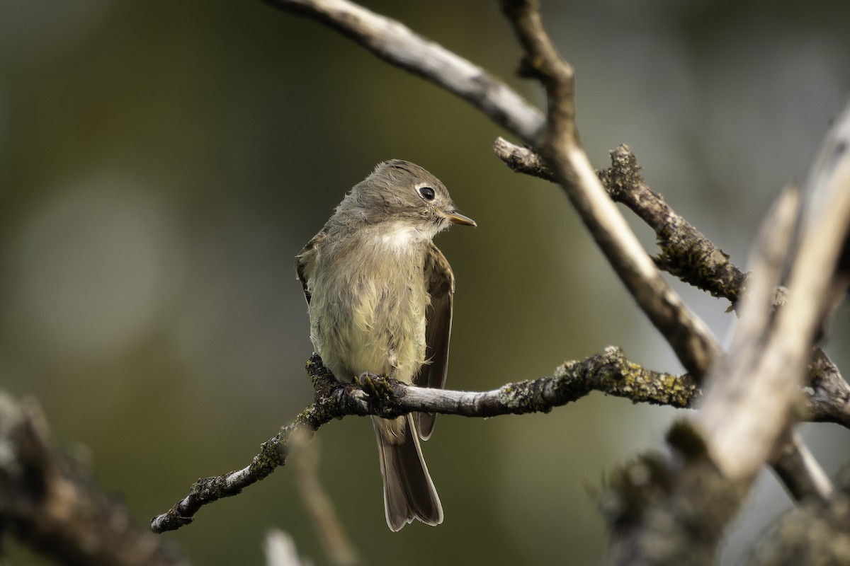 Hammond's Flycatcher - ML642034289