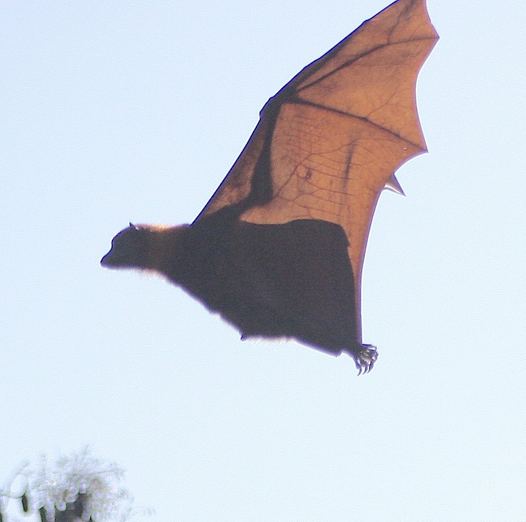 Animals - Greg Cuthbertson