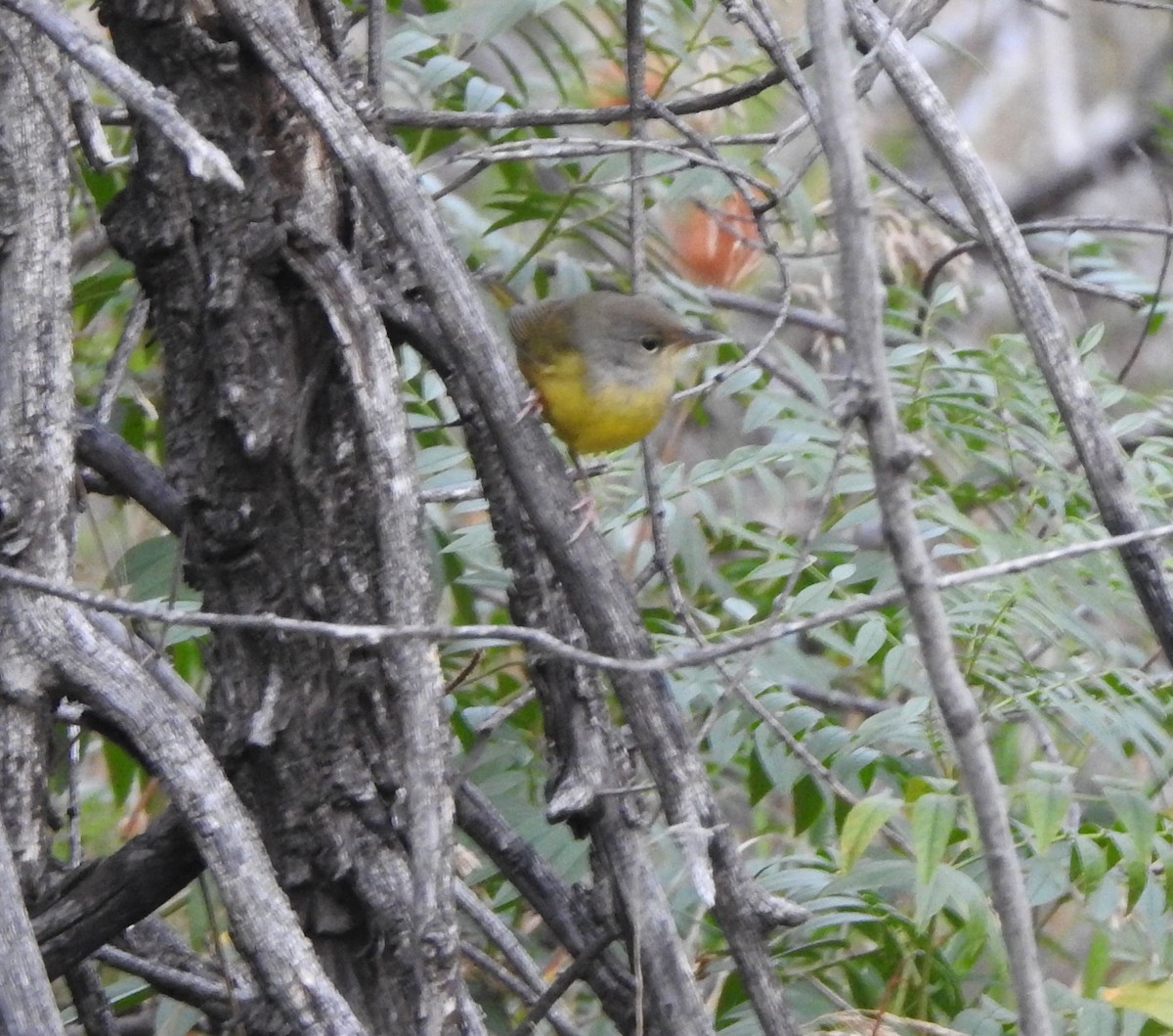 Mourning Warbler - ML642034307