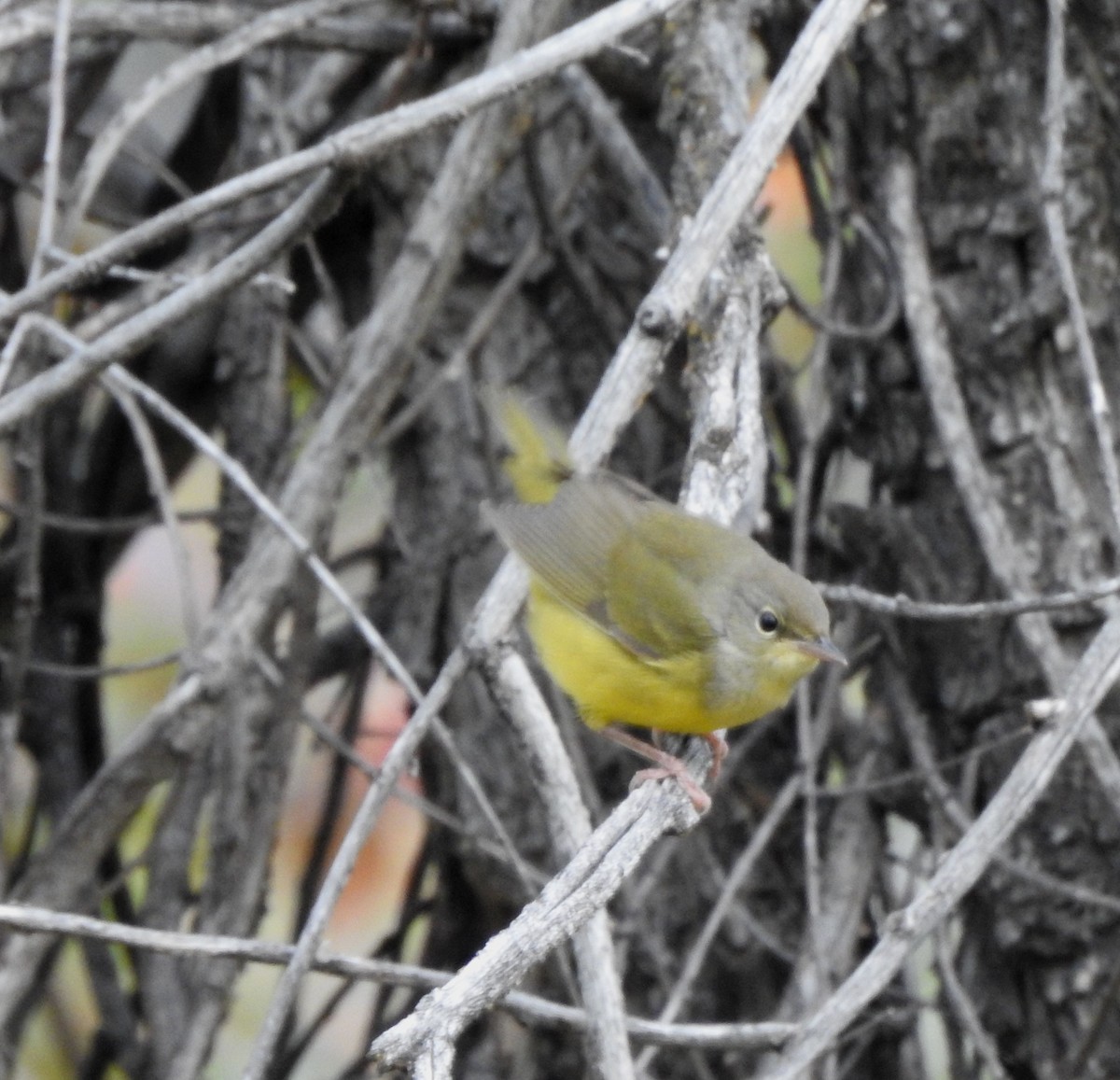 Mourning Warbler - ML642034308