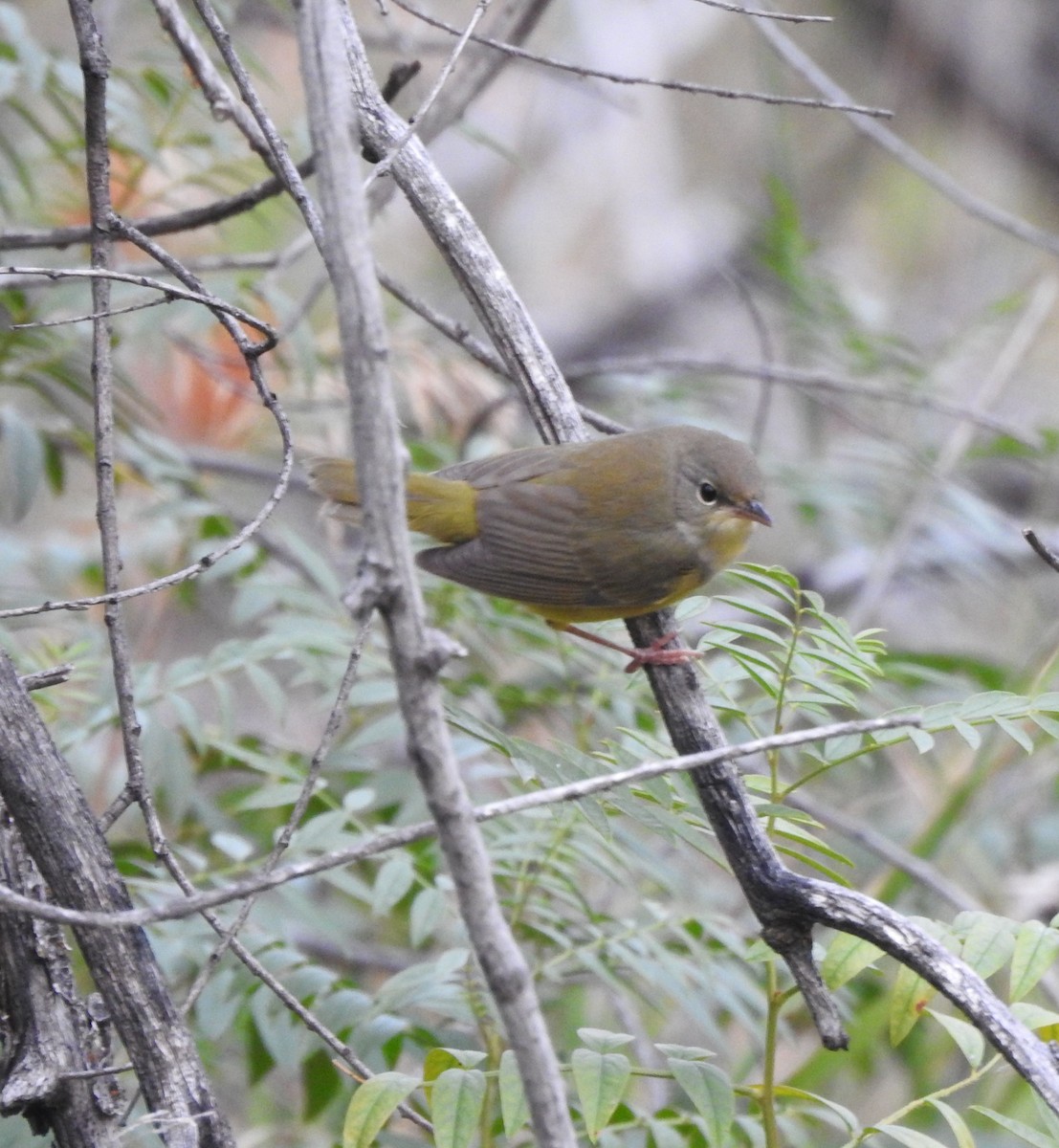 Mourning Warbler - ML642034309