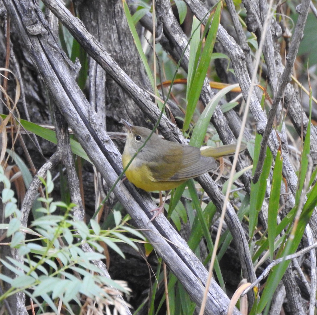 Mourning Warbler - ML642034311
