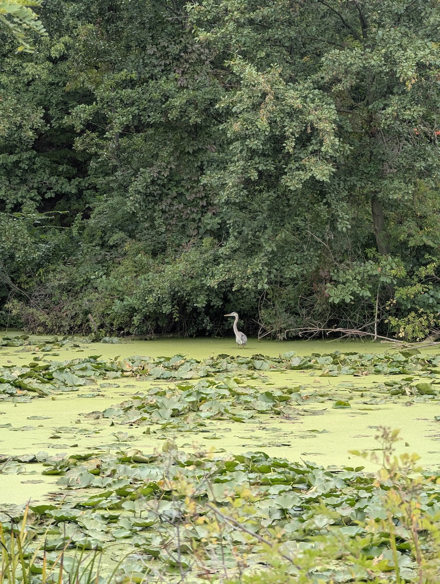 Great Blue Heron - ML642034312