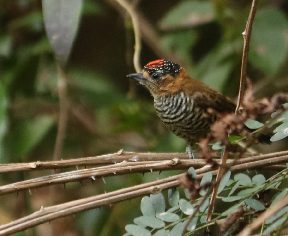 Ochre-collared Piculet - ML642034313