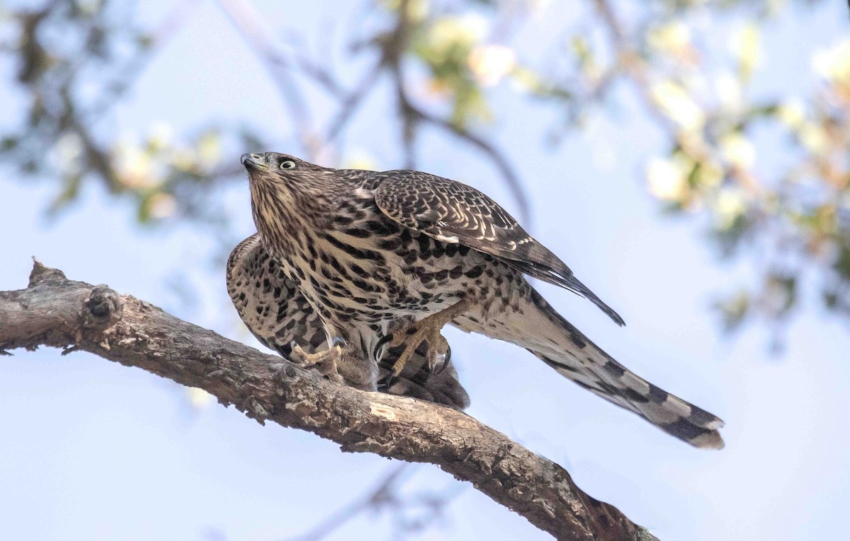 Cooper's Hawk - ML642034321