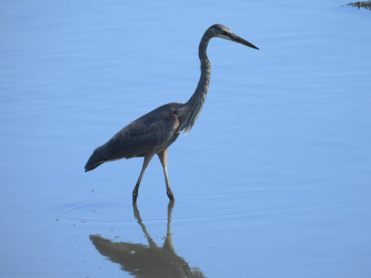 Great Blue Heron - ML642034325