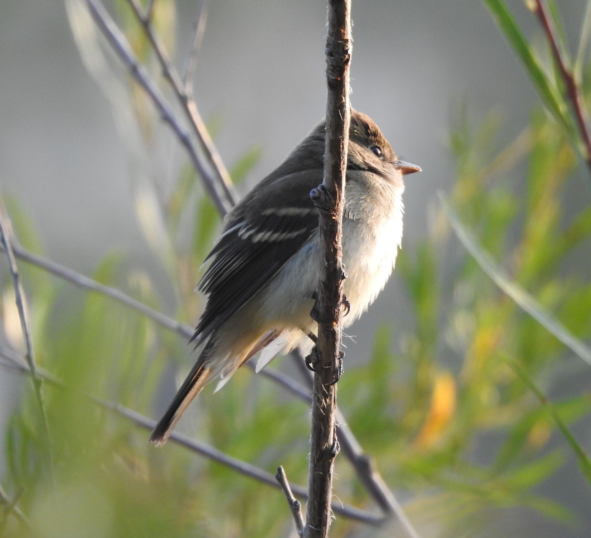 Alder/Willow Flycatcher (Traill's Flycatcher) - ML642034331