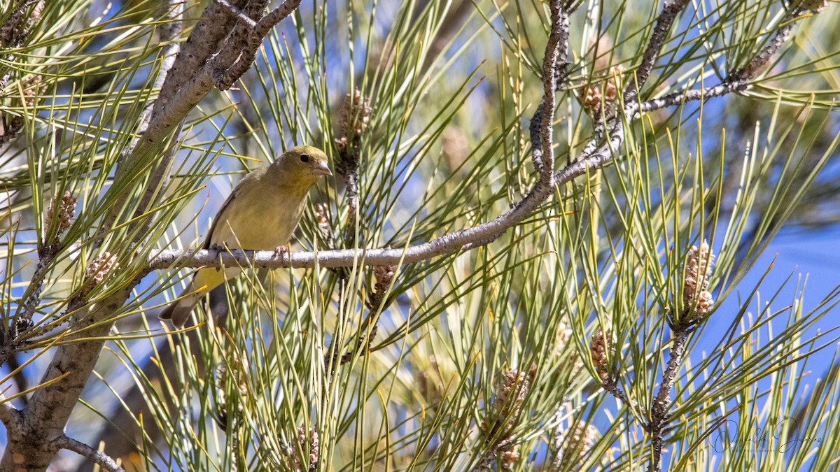 Lesser Goldfinch - ML642034336