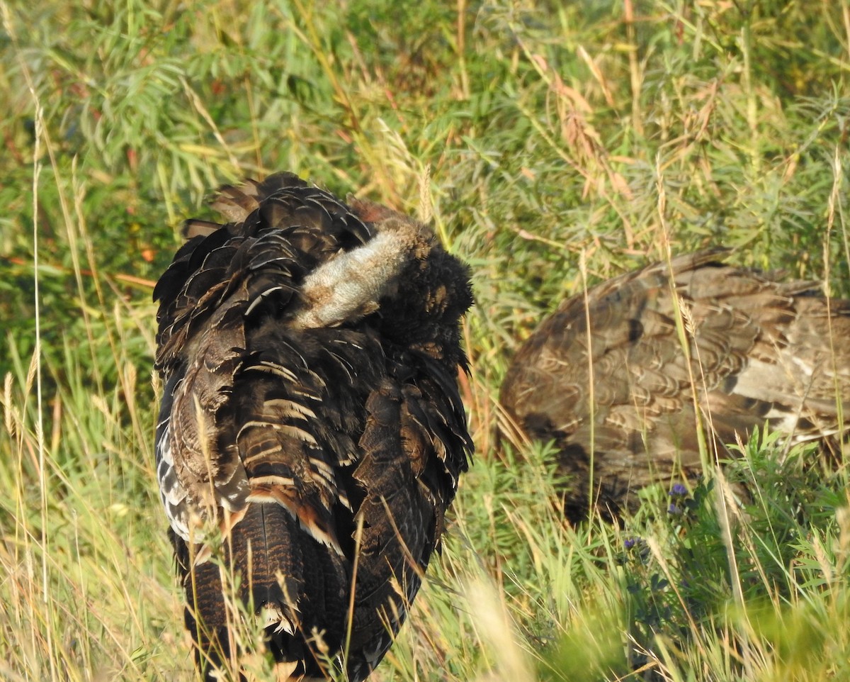 Wild Turkey - ML642034337