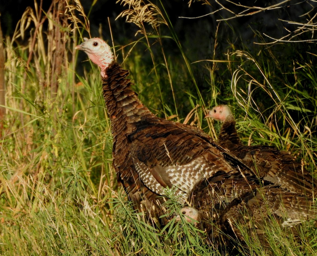Wild Turkey - ML642034338