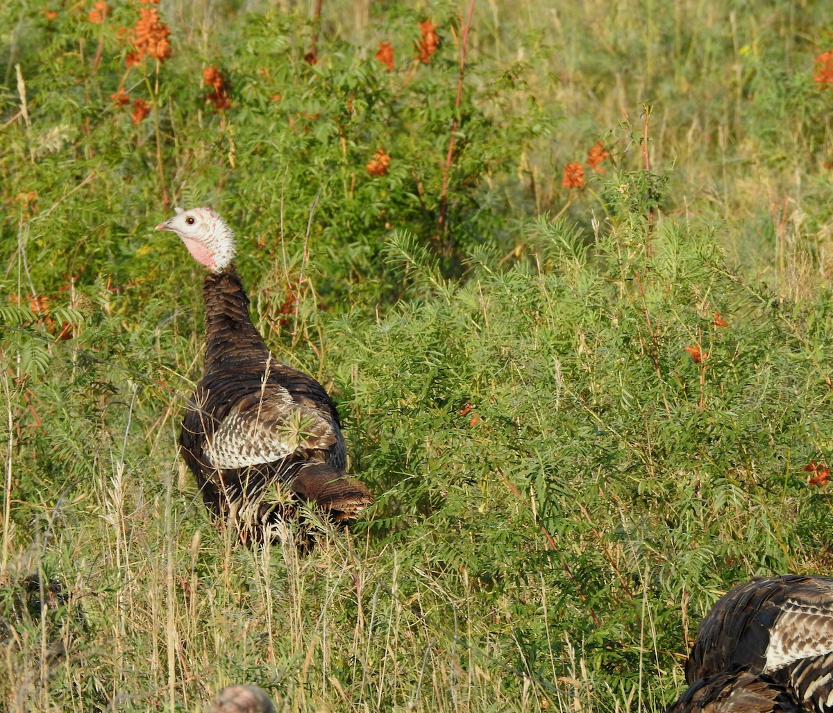 Wild Turkey - ML642034339