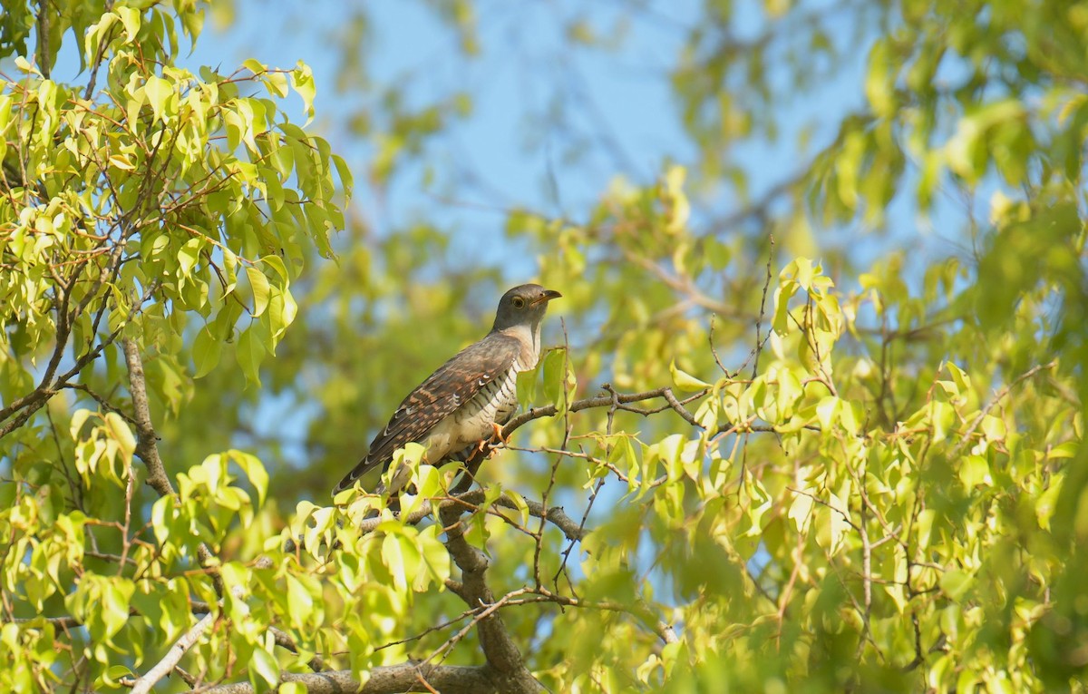 Himalayan Cuckoo - ML642034340