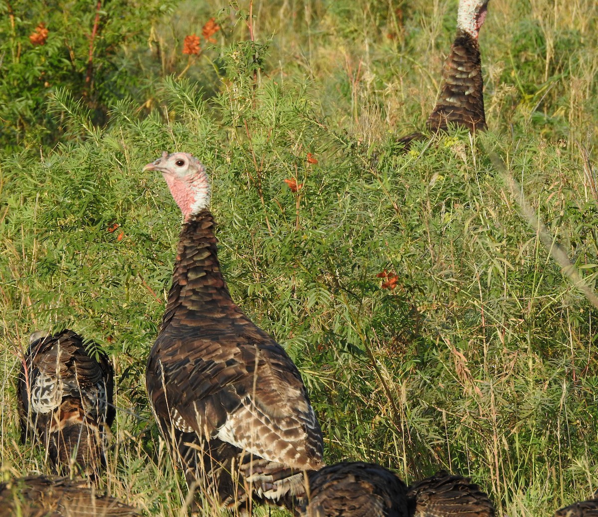 Wild Turkey - ML642034341