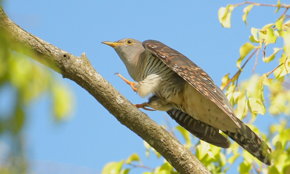 Himalayan Cuckoo - ML642034343