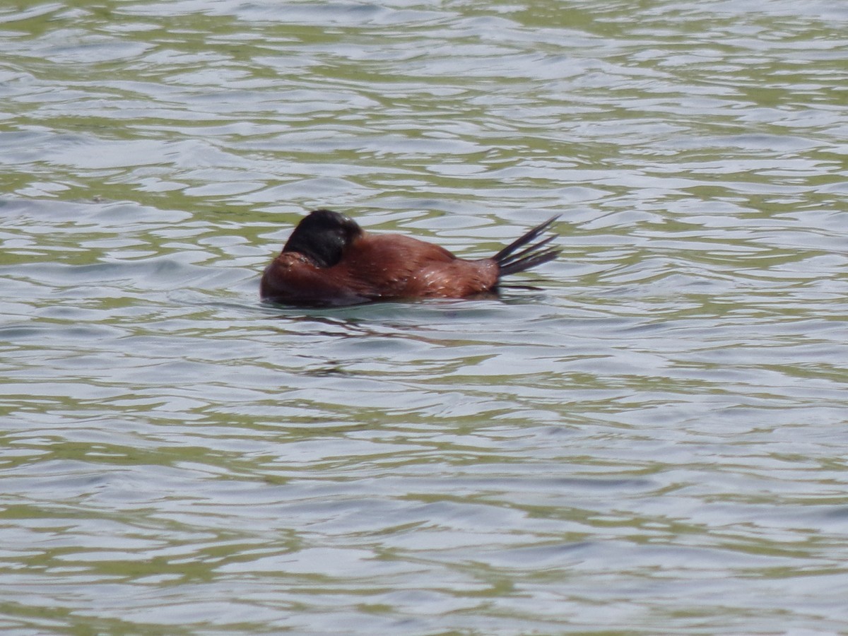 Lake Duck - ML642034354