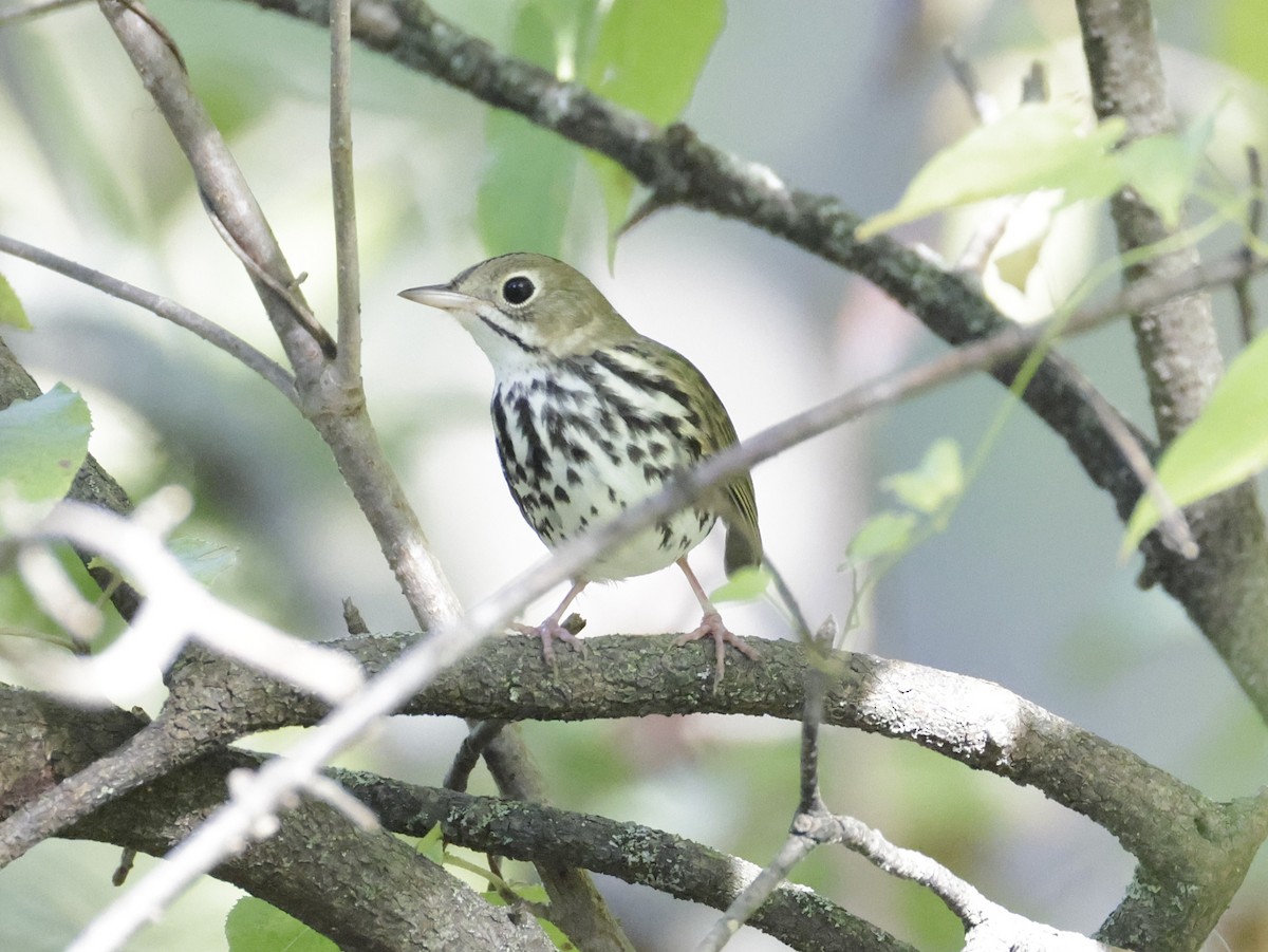 Ovenbird - ML642034356