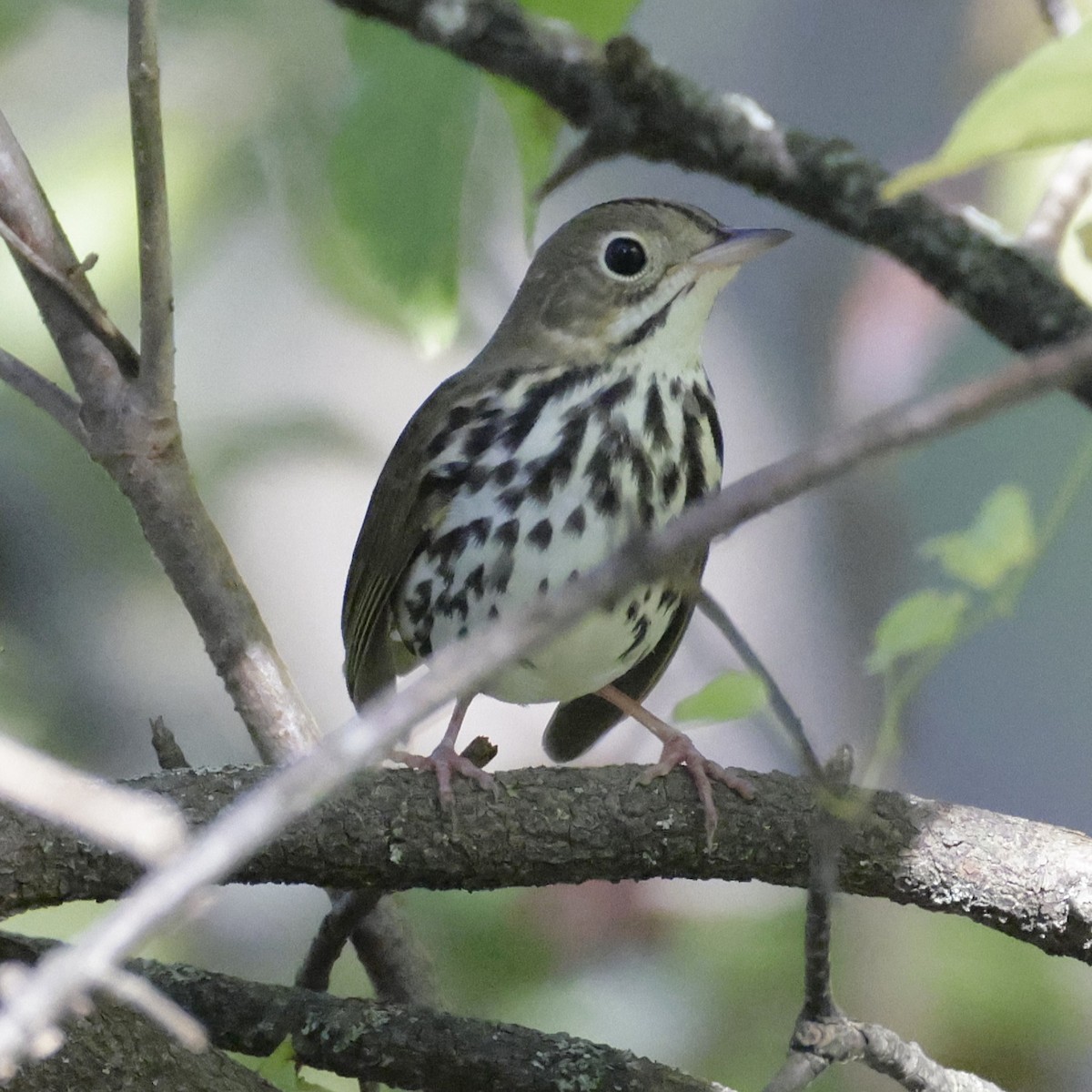Ovenbird - ML642034358