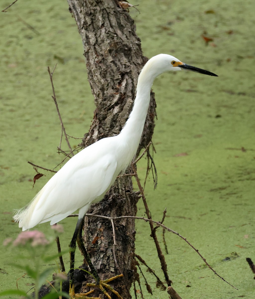 Snowy Egret - ML642034361