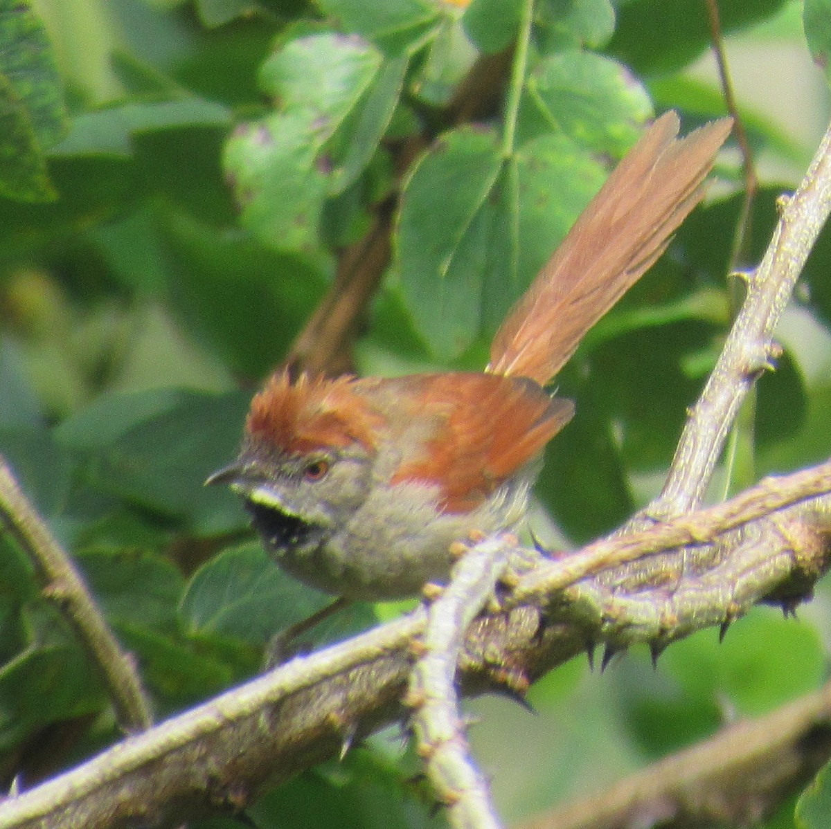 Sooty-fronted Spinetail - ML642034362
