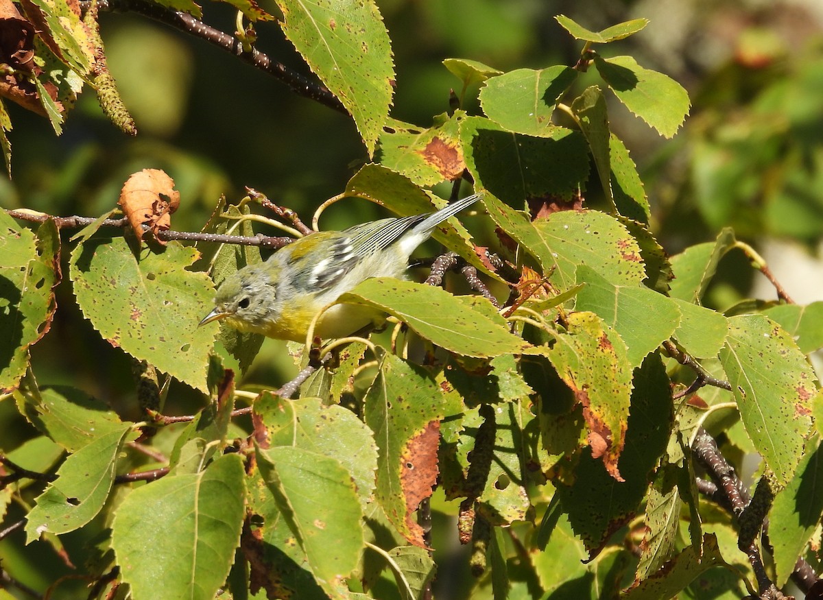 Northern Parula - ML642034363