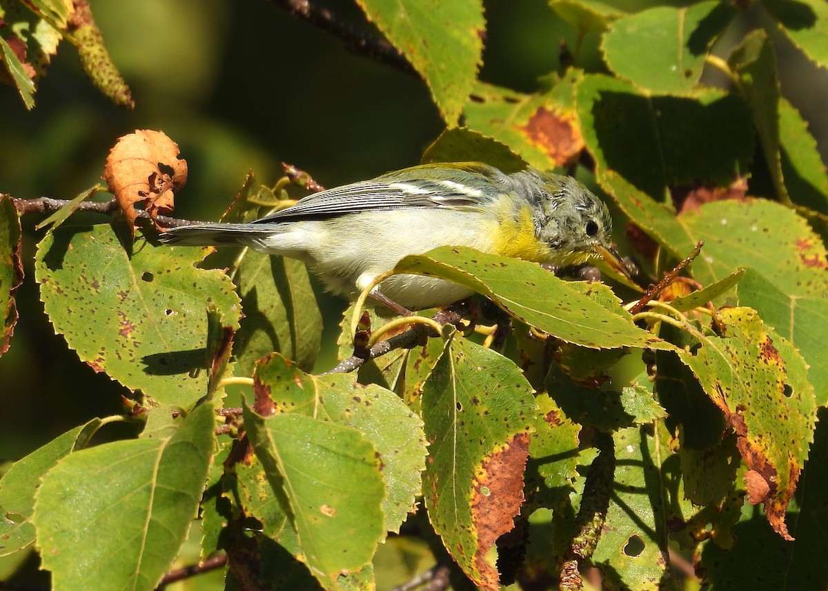 Northern Parula - ML642034365