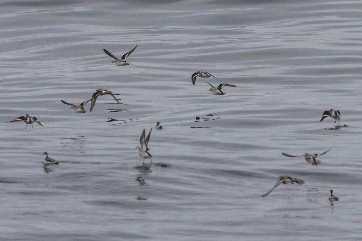 Red-necked Phalarope - ML642034368