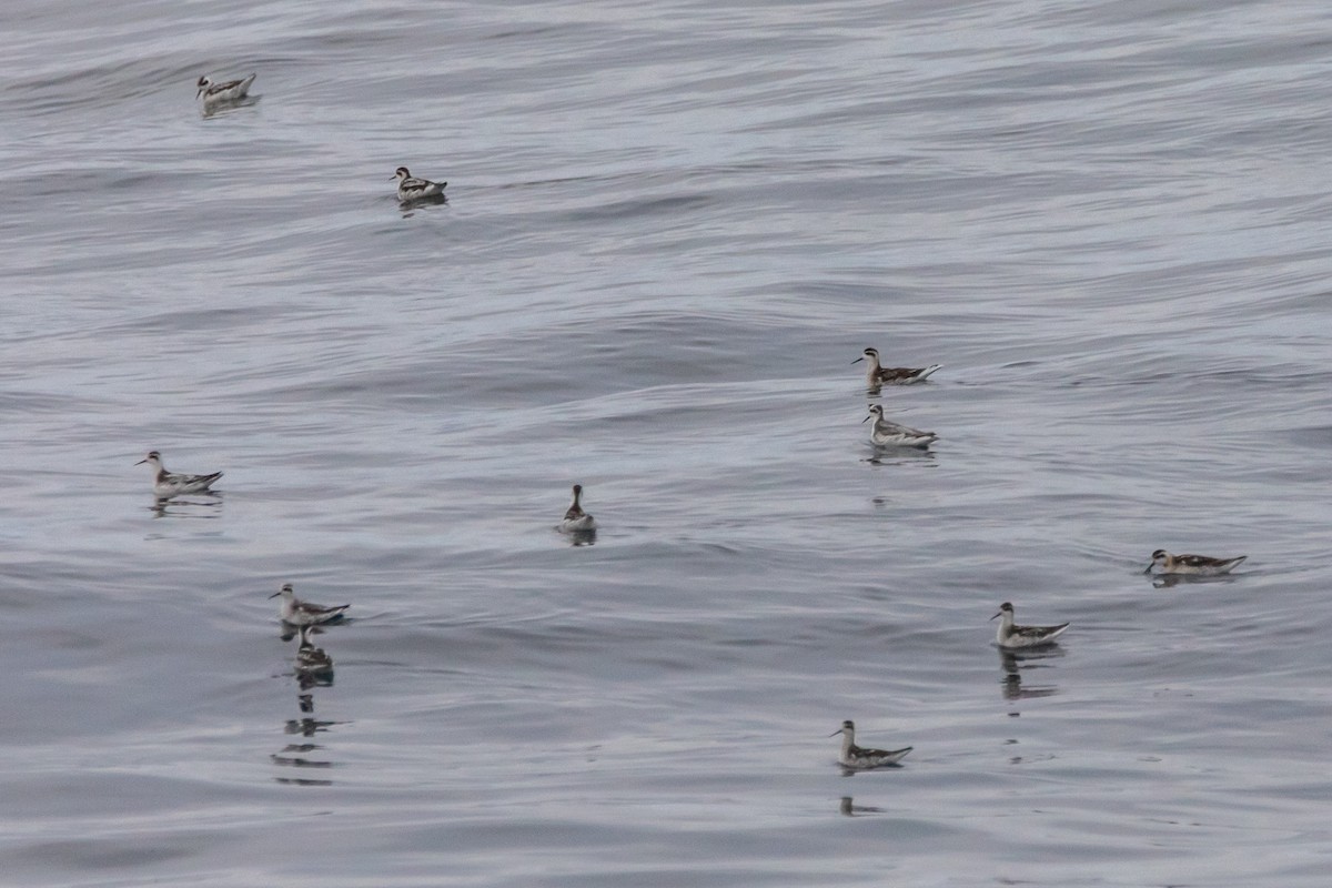 Red-necked Phalarope - ML642034369