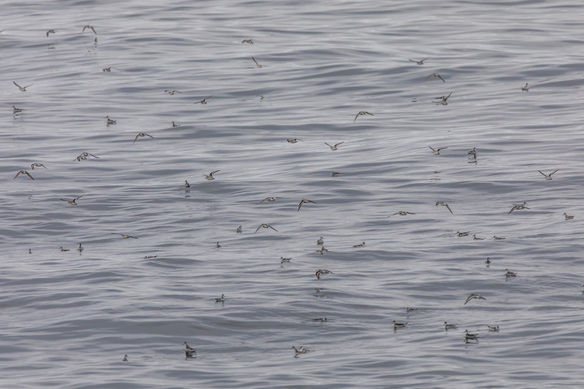 Red-necked Phalarope - ML642034370