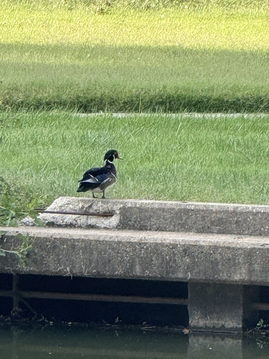 Wood Duck - ML642034371