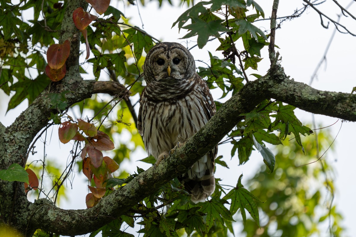 Barred Owl - ML642034376