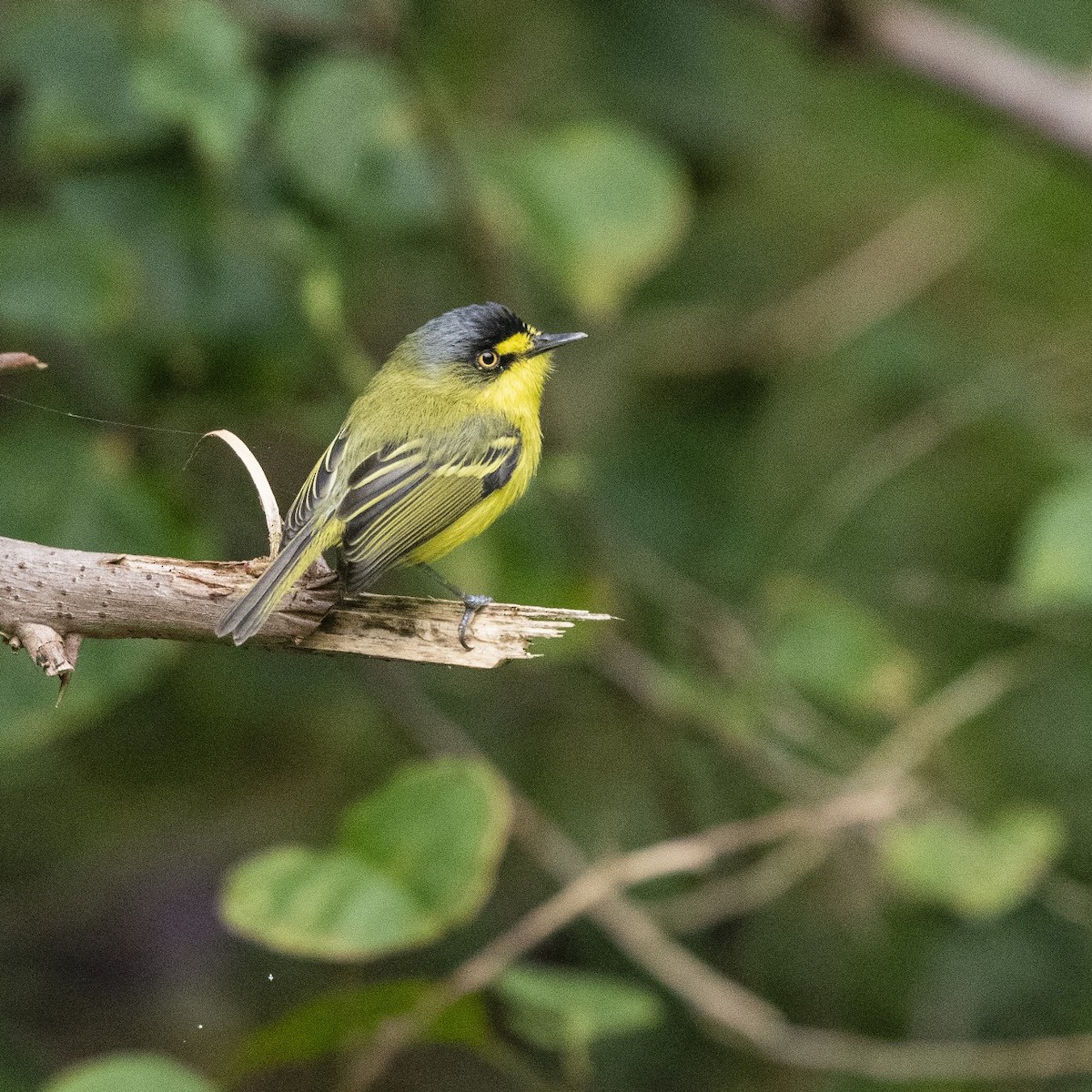 Gray-headed Tody-Flycatcher - ML642034378