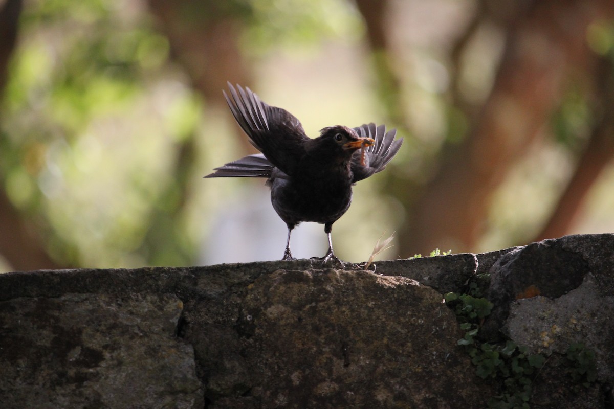 Eurasian Blackbird - ML642034379