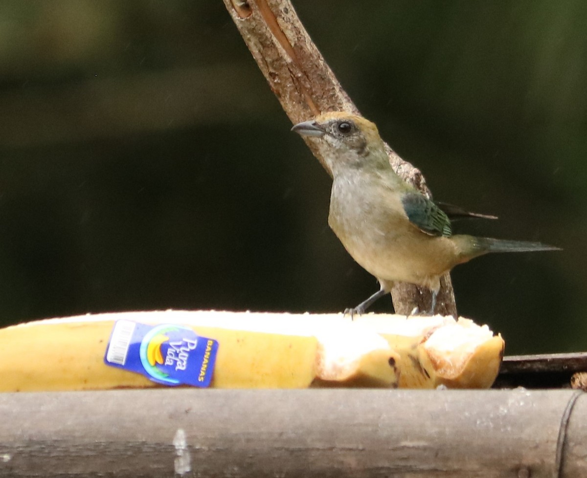Burnished-buff Tanager - ML642034380