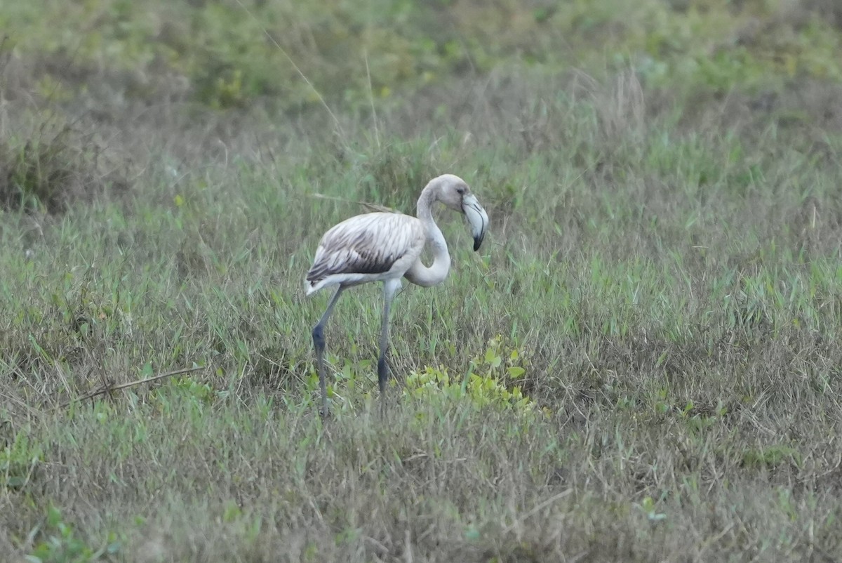 Greater Flamingo - ML642034383