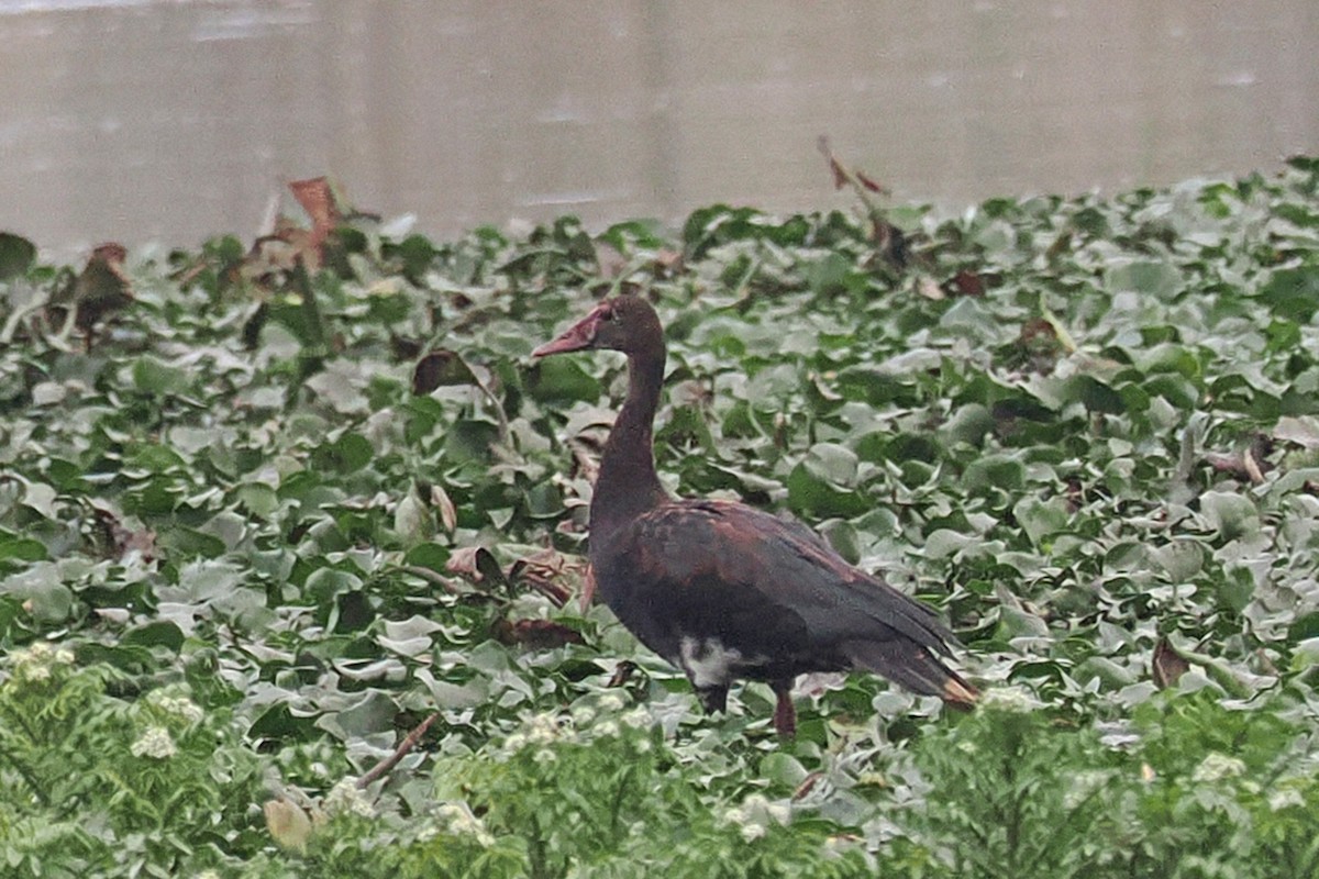 Spur-winged Goose - ML642034384