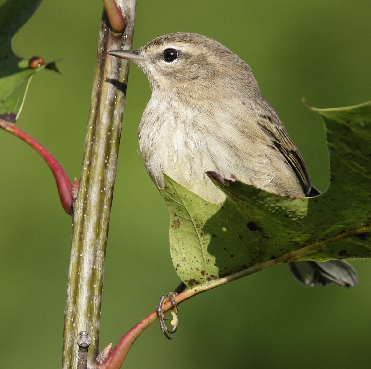 Palm Warbler - ML642034391