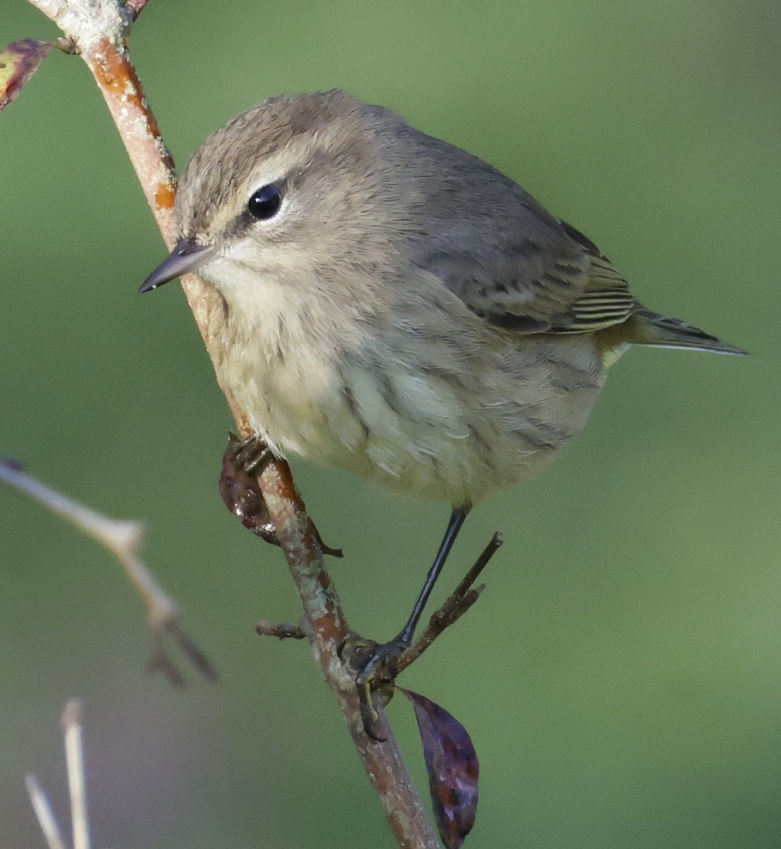 Palm Warbler - ML642034392