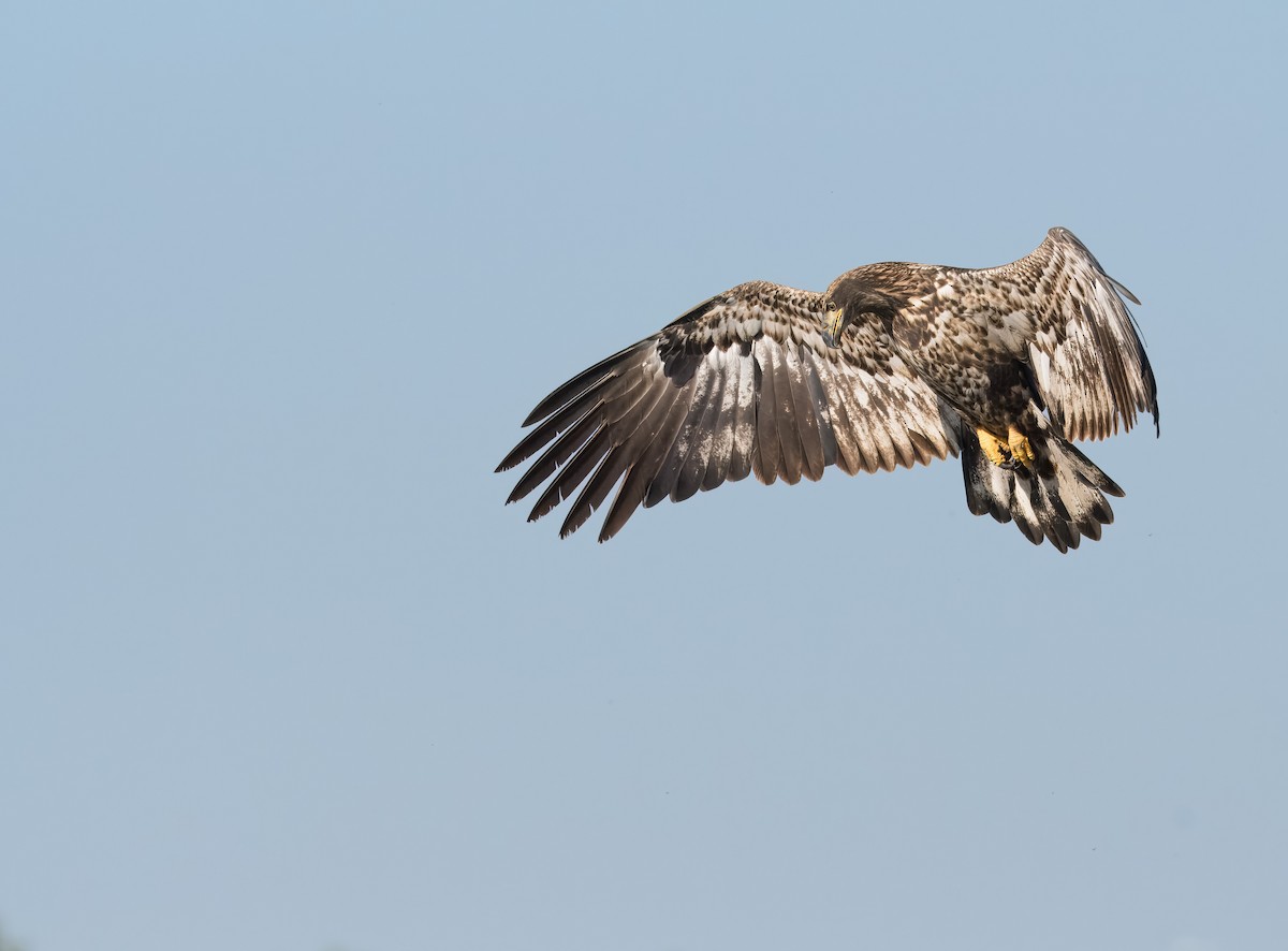Weißkopf-Seeadler - ML642034396