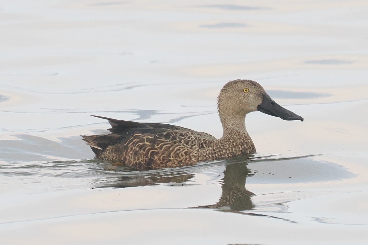 Cape Shoveler - ML642034398
